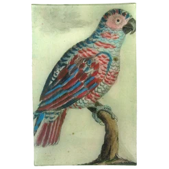 John Derian Parrot #9 Decoupage