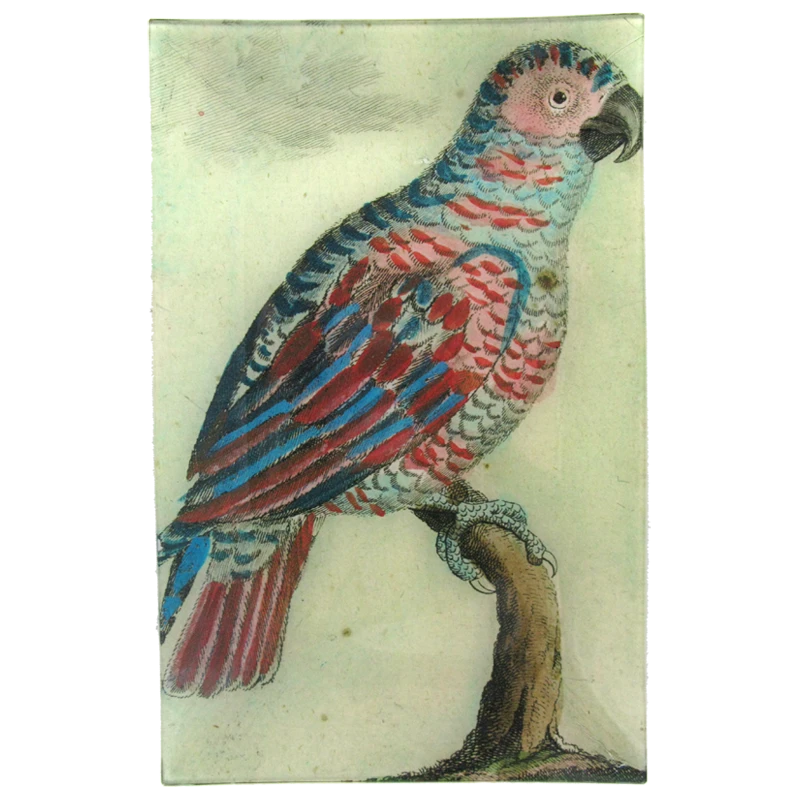 John Derian Parrot #9 Decoupage 3 John Derian Parrot #9 Decoupage