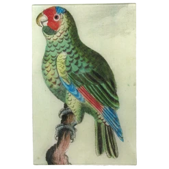 John Derian Parrot #10