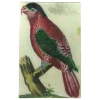 John Derian Parrot #12 Decoupage