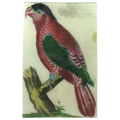 John Derian Parrot #12 Decoupage