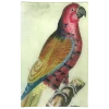 John Derian Decoupage Parrot #2