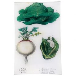 John Derian Cabbage, Turnip, Broccoli (Kitchen Vegetables)