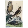 John Derian Decoupage Owl