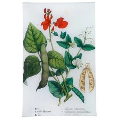John Derian Pea, Scarlet Runner, Bean (Kitchen Vegetables)