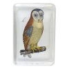 John Derian An Owl