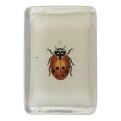 John Derian Decoupage Little Ladybug
