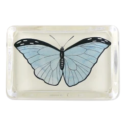 John Derian Pale Blue Butterfly Decoupage