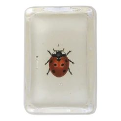 John Derian Red Ladybug