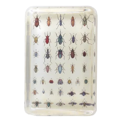 John Derian Torn Insects