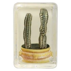 John Derian Two Cacti Decoupage