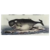 John Derian Le Cachelot (Sperm Whale) Decoupage