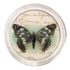 John Derian Butterfly 1 - FINAL SALE 4" Coasters